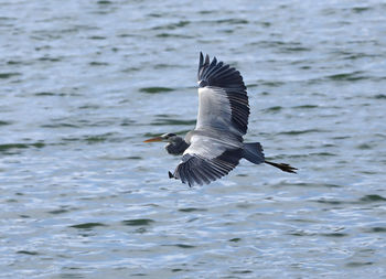 Flying bird over the lake