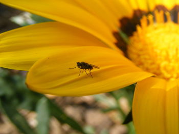 Close-up of bee on yellow flower