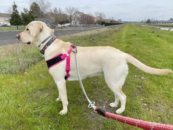 Dog standing on field