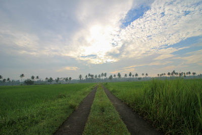 Scenic view of field against sky during sunrise