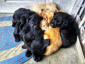 High angle view of two dogs