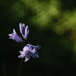 Close-up of purple flowering plant