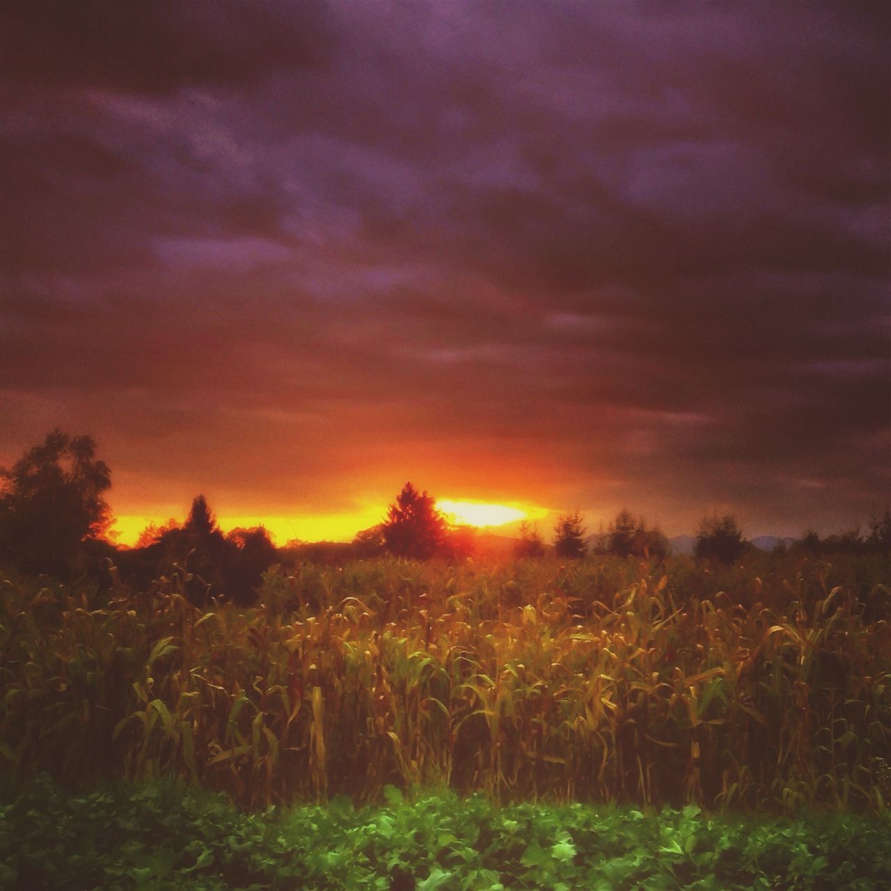 sunset, sky, tranquil scene, cloud - sky, scenics, beauty in nature, tranquility, orange color, landscape, field, sun, nature, cloudy, idyllic, growth, plant, cloud, dramatic sky, sunlight, weather