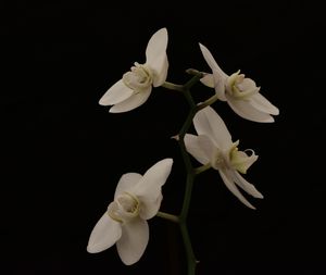 Close-up of fresh white flowers against black background