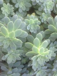 Close-up of plants