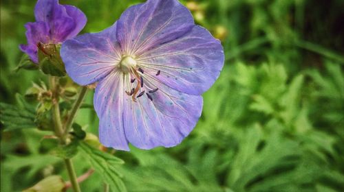 Close-up of insect on purple flower