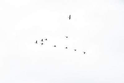 Low angle view of birds flying in sky