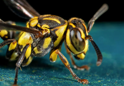 Close-up of insect on leaf