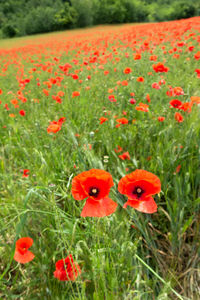 Close-up of red poppy flowers in field