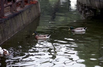 Ducks swimming in lake