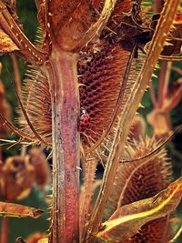 Close-up of plant