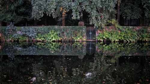 Plants by trees in forest