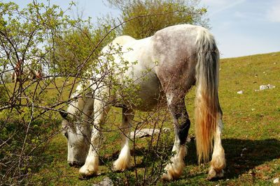 Horse grazing on field