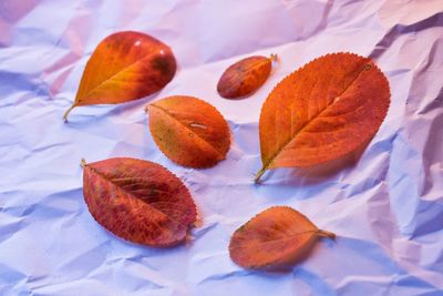 Close-up of autumn leaves on table