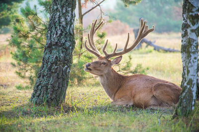 A red deer sits on the edge of a forest clearing