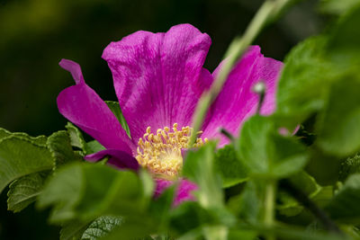 Close-up of pink flowering plant