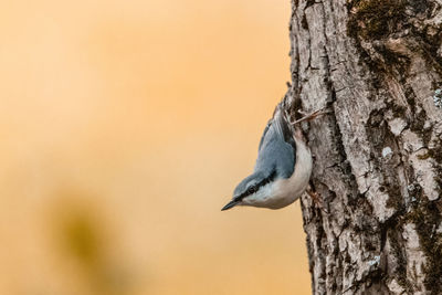 Close-up of bird perching on tree trunk