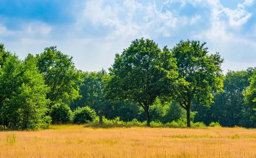 Trees on field against sky