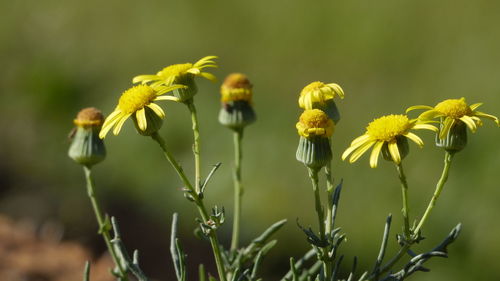 Close-up of yellow flowering plant on field