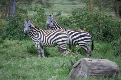 A couple of zebra on the lookout