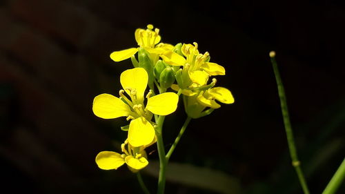 Close-up of yellow flowering plant