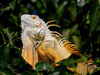 Green iguana on a tree, close-up