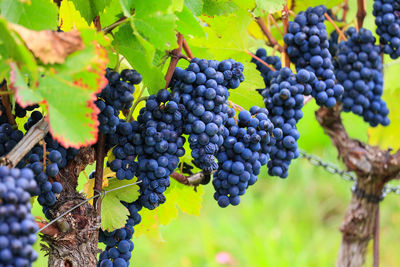 Close-up of grapes growing in vineyard