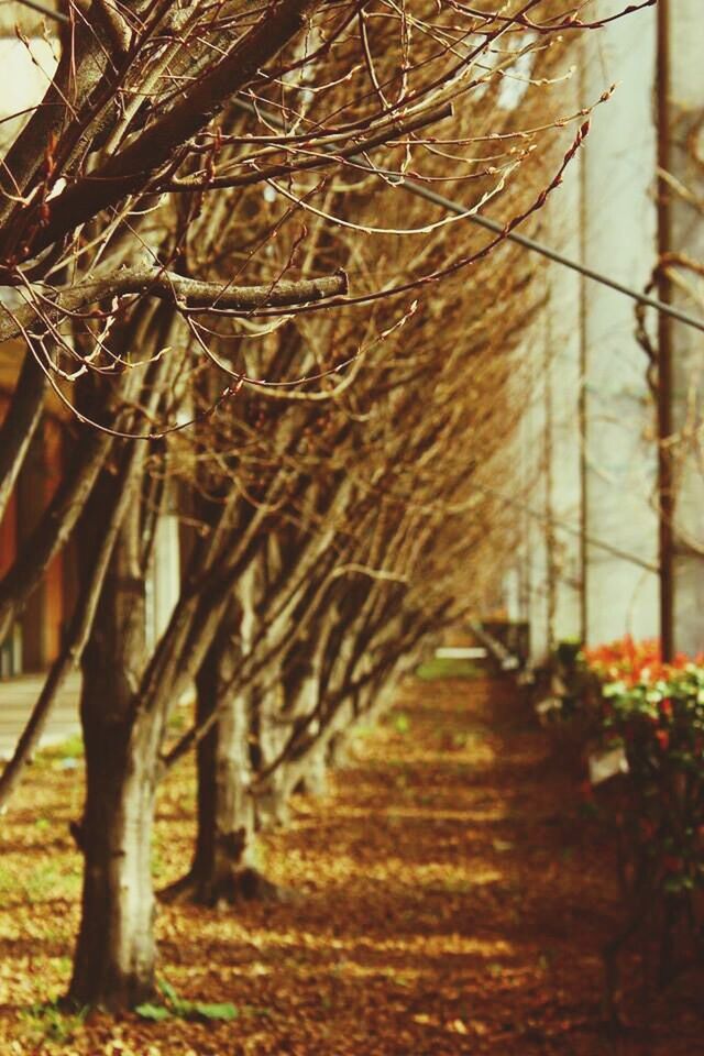 the way forward, tree, growth, branch, nature, forest, diminishing perspective, plant, tree trunk, tranquility, outdoors, day, footpath, no people, narrow, transportation, beauty in nature, vanishing point, sunlight, selective focus