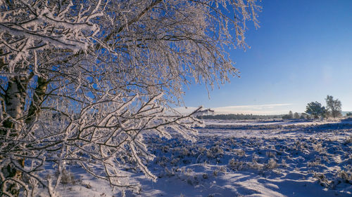 Snow covered plants against blue sky