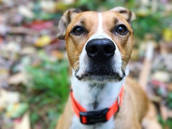 Close-up portrait of dog