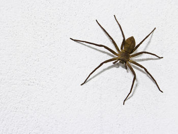 Close-up of spider on wall