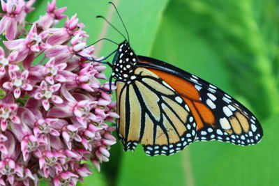 Close-up of butterfly pollinating on pink flower