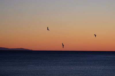 Silhouette birds flying over sea against clear sky during sunset