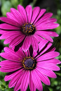 Close-up of pink daisy flowers