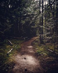 Dirt road passing through forest