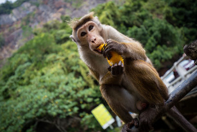 Close-up of monkey eating tree