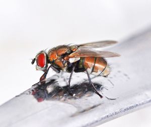 Close-up of insect on white surface