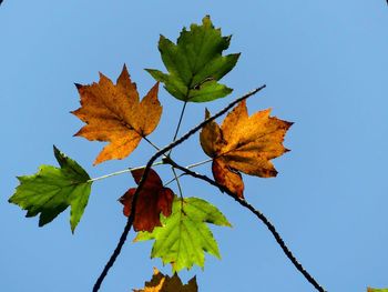 Close-up of maple leaves against clear blue sky