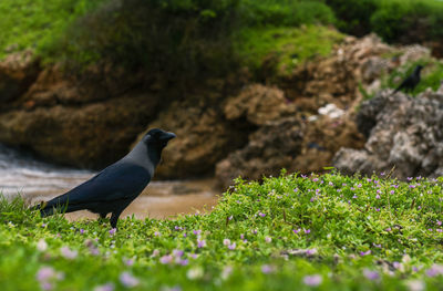 Bird perching on a field