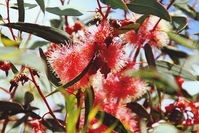 Close-up of red flowers