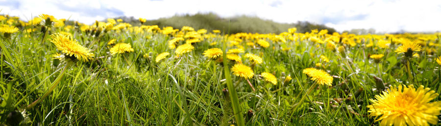 Yellow flowers growing on field