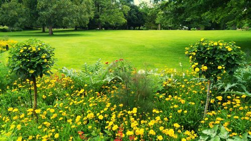 Yellow flowers blooming on field