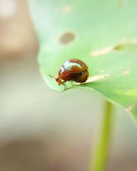 Close-up of insect on leaf