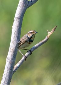 Close-up of a bird perching on a branch