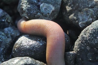 High angle view of lizard on rock