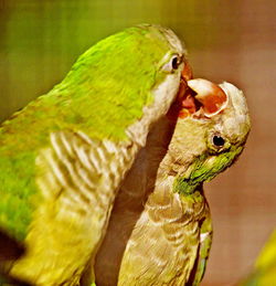 Close-up of a parrot