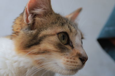 A cat portrait close up