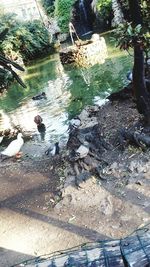 High angle view of birds in water