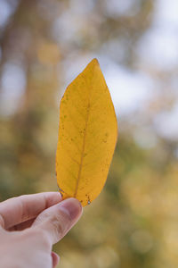 Close-up of hand holding autumn leaf