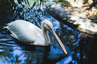 Close-up of pelican swimming in lake